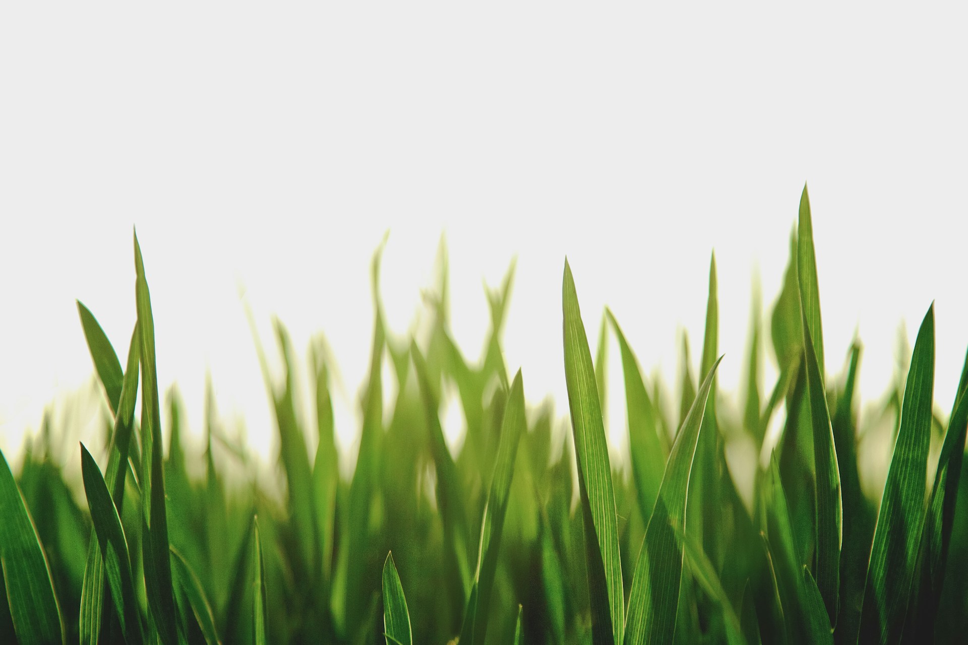 TopKunstgras